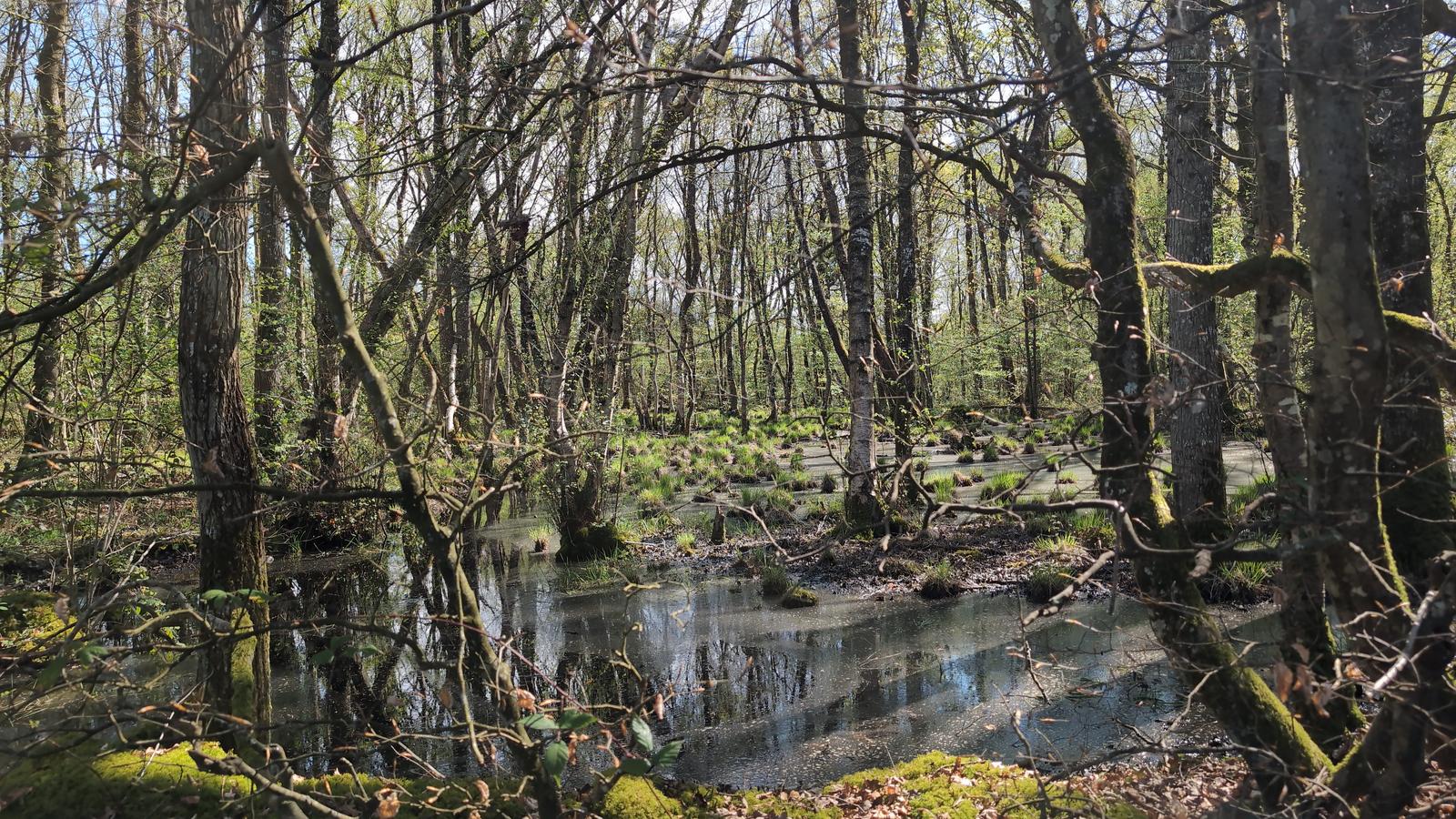 Les tourbières